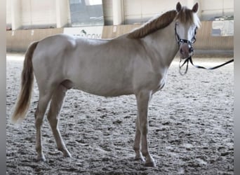 Lusitanos, Semental, 3 años, 162 cm, Cremello