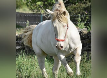 Lusitanos, Semental, 3 años, 162 cm, Cremello