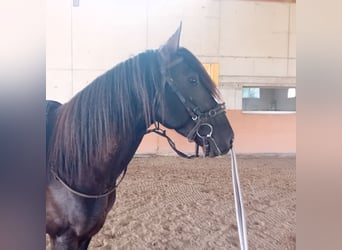 Lusitanos, Semental, 3 años, 162 cm, Negro