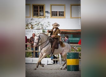 Lusitanos, Semental, 3 años, 162 cm, Tordo