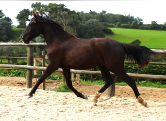 Lusitanos, Semental, 3 años, 163 cm, Buckskin/Bayo