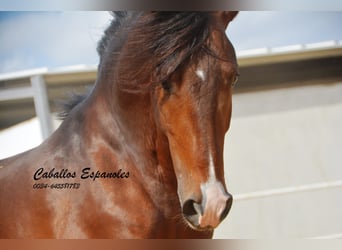 Lusitanos, Semental, 3 años, 163 cm, Castaño oscuro