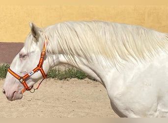 Lusitanos, Semental, 3 años, 164 cm, Cremello