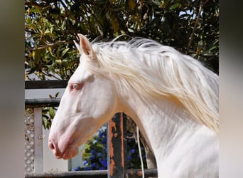 Lusitanos Mestizo, Semental, 3 años, 164 cm, Cremello