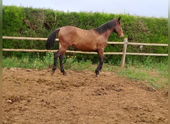 Lusitanos, Semental, 3 años, 165 cm, Alazán