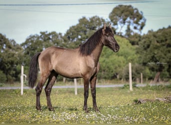 Lusitanos, Semental, 3 años, 165 cm, Grullo