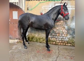 Lusitanos, Semental, 3 años, 165 cm, Tordo