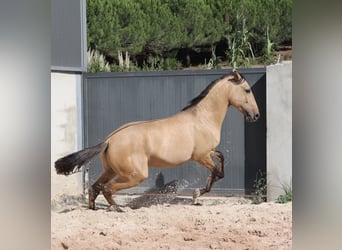 Lusitanos, Semental, 3 años, 166 cm, Bayo