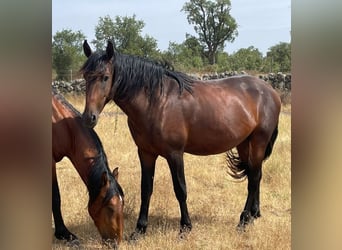 Lusitanos, Semental, 3 años, 166 cm, Castaño