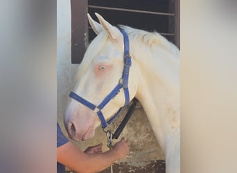 Lusitanos Mestizo, Semental, 3 años, 166 cm, Cremello