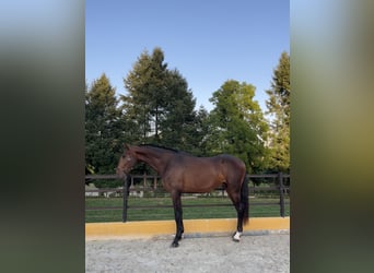 Lusitanos, Semental, 3 años, 167 cm, Castaño