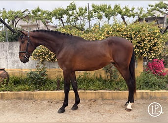 Lusitanos, Semental, 3 años, 167 cm, Castaño