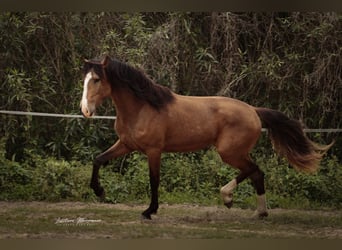 Lusitanos, Semental, 3 años, 172 cm, Buckskin/Bayo