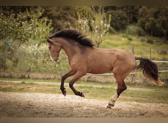 Lusitanos, Semental, 3 años, 172 cm, Buckskin/Bayo