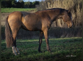 Lusitanos, Semental, 3 años, 172 cm, Buckskin/Bayo