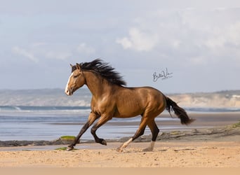 Lusitanos, Semental, 3 años, 172 cm, Buckskin/Bayo
