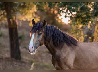 Lusitanos, Semental, 3 años, 172 cm, Buckskin/Bayo