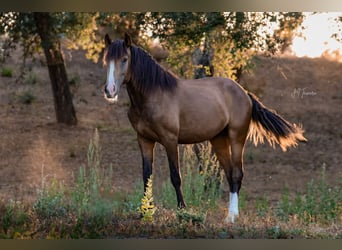 Lusitanos, Semental, 3 años, 172 cm, Buckskin/Bayo