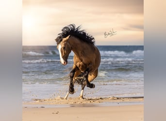 Lusitanos, Semental, 3 años, 172 cm, Buckskin/Bayo