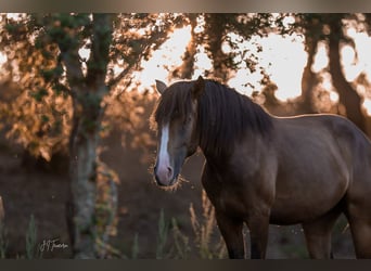 Lusitanos, Semental, 3 años, 172 cm, Buckskin/Bayo