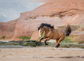 Lusitanos, Semental, 3 años, 172 cm, Buckskin/Bayo