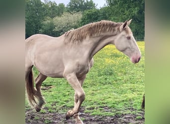 Lusitanos, Semental, 3 años, 172 cm, Cremello