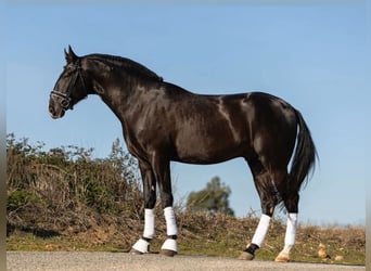 Lusitanos, Semental, 3 años, 172 cm, Negro