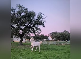 Lusitanos, Semental, 4 años, 150 cm, Cremello