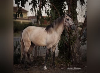 Lusitanos, Semental, 4 años, 152 cm, Musgo marrón