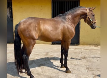 Lusitanos, Semental, 4 años, 155 cm, Castaño