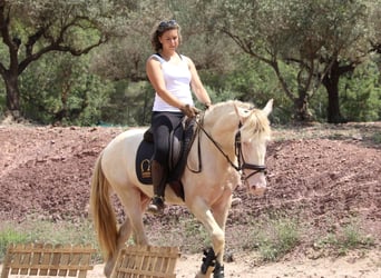 Lusitanos Mestizo, Semental, 4 años, 155 cm, Cremello