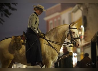 Lusitanos, Semental, 4 años, 155 cm, Cremello