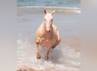 Lusitanos, Semental, 4 años, 155 cm, Cremello