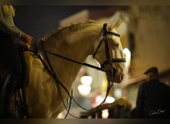 Lusitanos, Semental, 4 años, 155 cm, Cremello