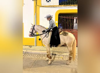 Lusitanos, Semental, 4 años, 155 cm, Cremello