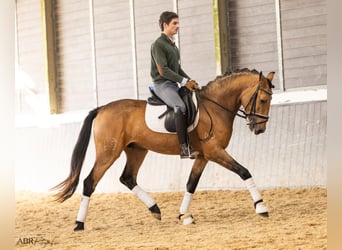 Lusitanos, Semental, 4 años, 158 cm, Buckskin/Bayo