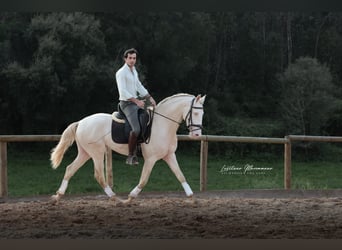 Lusitanos, Semental, 4 años, 158 cm, Cremello