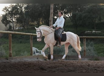 Lusitanos, Semental, 4 años, 158 cm, Cremello