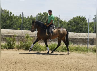 Lusitanos, Semental, 4 años, 159 cm, Buckskin/Bayo