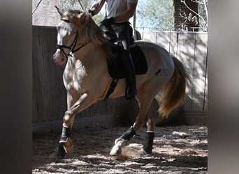 Lusitanos, Semental, 4 años, 159 cm, Cremello