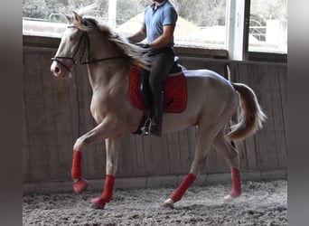 Lusitanos, Semental, 4 años, 159 cm, Cremello