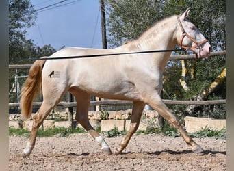 Lusitanos, Semental, 4 años, 159 cm, Cremello