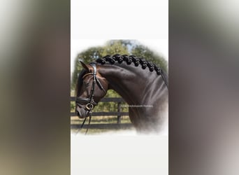 Lusitanos, Semental, 4 años, 160 cm, Castaño