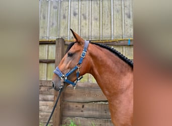 Lusitanos, Semental, 4 años, 160 cm, Castaño rojizo