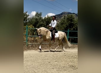 Lusitanos Mestizo, Semental, 4 años, 160 cm, Cremello