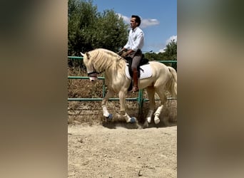 Lusitanos Mestizo, Semental, 4 años, 160 cm, Cremello