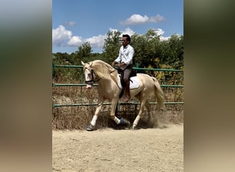 Lusitanos Mestizo, Semental, 4 años, 160 cm, Cremello