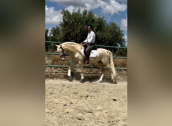 Lusitanos Mestizo, Semental, 4 años, 160 cm, Cremello