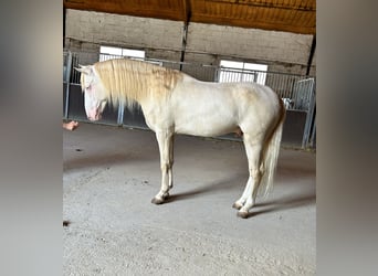 Lusitanos Mestizo, Semental, 4 años, 160 cm, Cremello