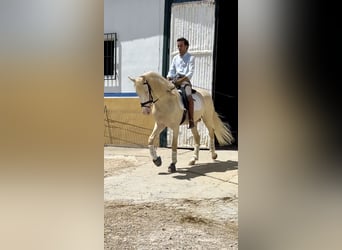 Lusitanos Mestizo, Semental, 4 años, 160 cm, Cremello